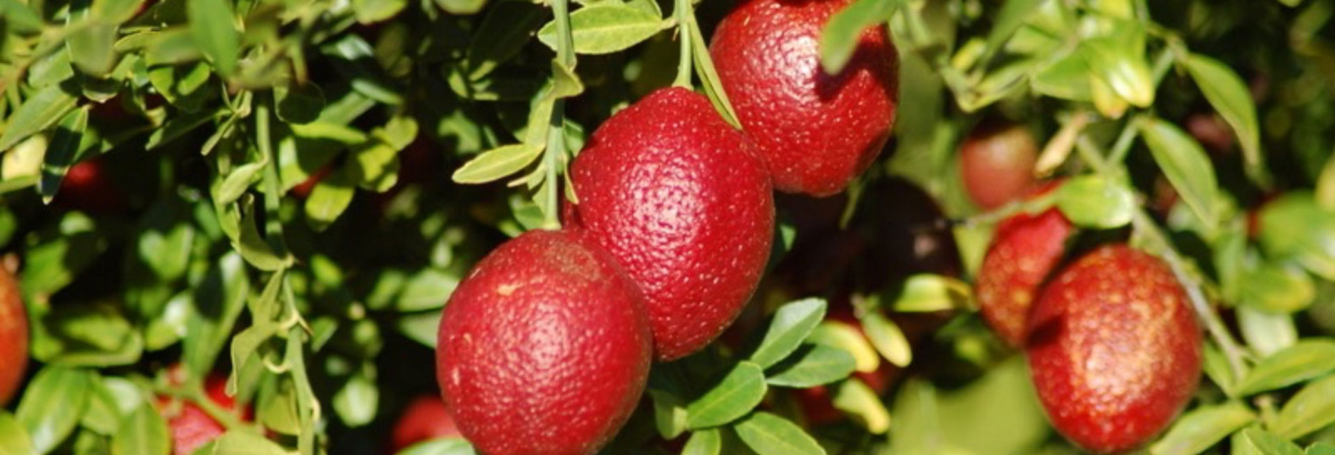 Marvick Native Farms
