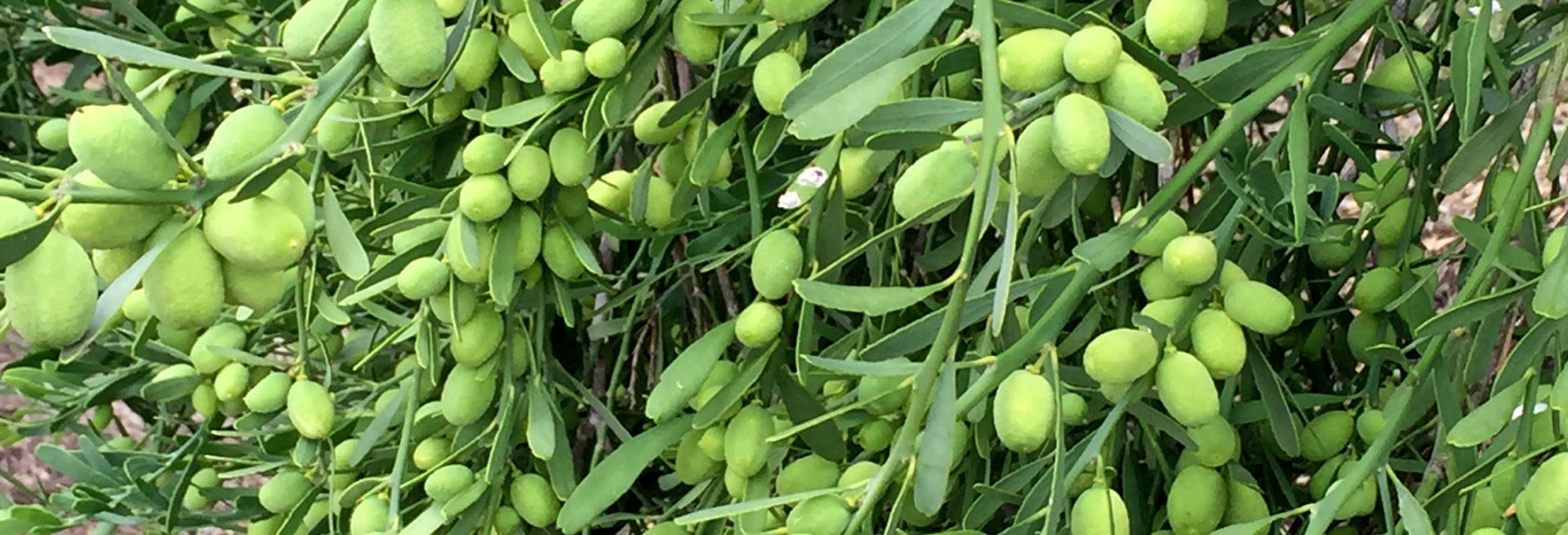 Marvick Native Farms