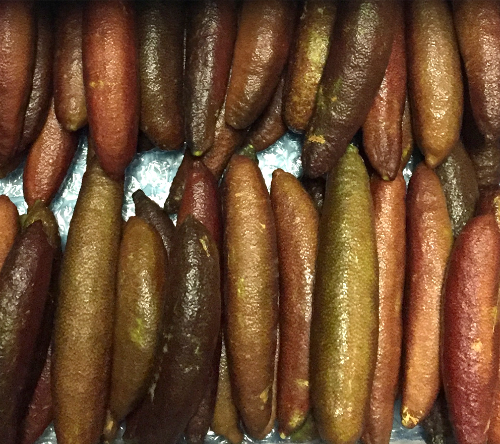 Finger Limes Product-Finger-Lime.jpg