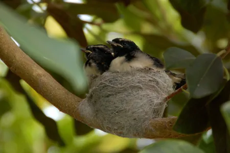 birds-in-nest.jpg