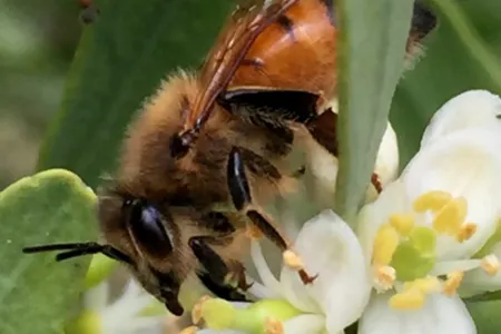 Busy-pollinator-768x1152.jpg