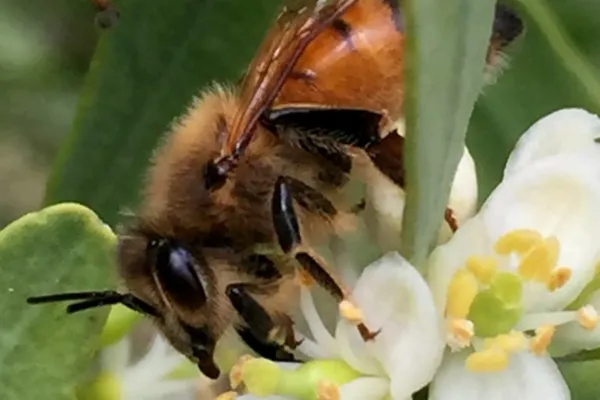 Busy-pollinator-768x1152.jpg