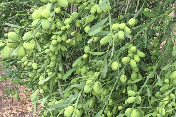 desert-lime-2.jpg
