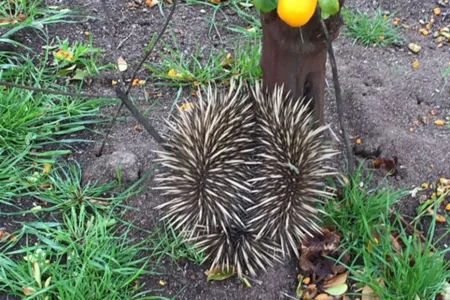 Echidna-among-the-trees-768x1152.jpg