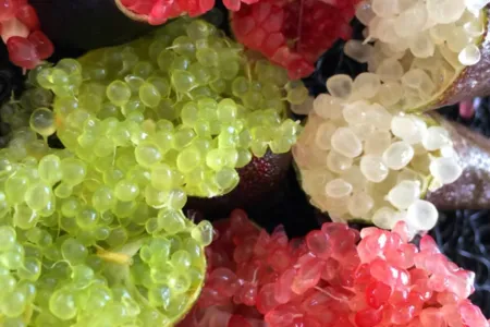 Finger-lime-caviar-768x1152.jpg