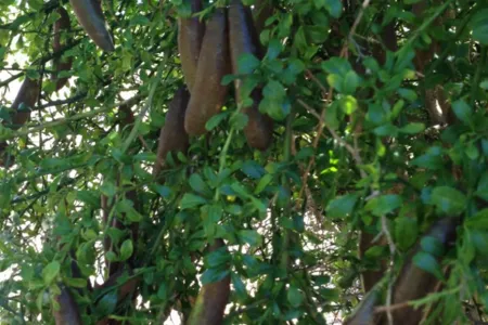 Finger-limes-growing-768x1152.jpg