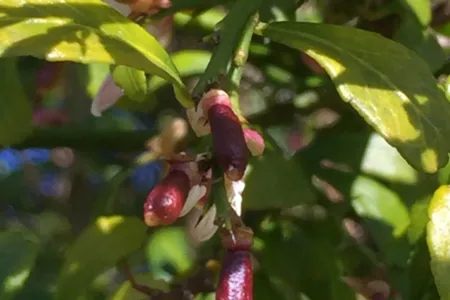 Infant-fruit-on-a-tree-768x1152.jpg